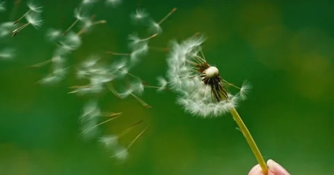 Dandelion being blown in slow motion. 스톡 동영상 49762773