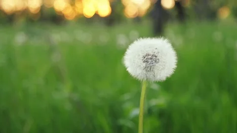 Dandelion Being Blown In Slow Motion Stock Footage 75687741