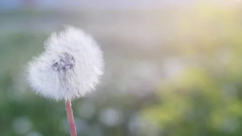 Dandelion being blown in slow motion. Dandelion seeds are being blown and flying Stock Footage