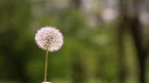 Dandelion being blown in slow motion Stock Footage 89221853