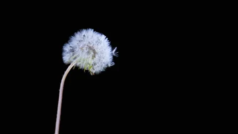 Dandelion being blown in slow motion on black background. Stock Footage 219327507