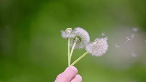 Dandelion being blown in slow motion on nature background. 4k footage Stock Footage 286154733