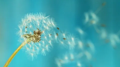 Dandelion being blown in super slow motion. Stock Footage 129386387