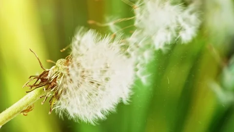 Dandelion being blown in super slow motion. Stock Footage 129386914