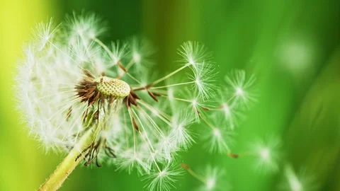 Dandelion being blown in super slow motion. Stock Footage 129386982