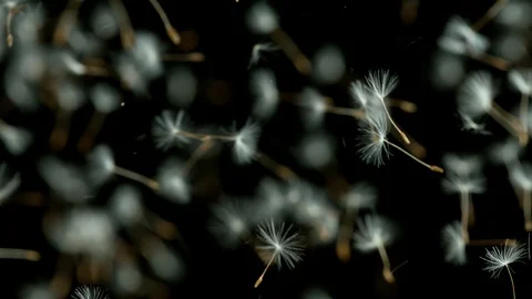 Dandelion being blown in super slow motion. Stock Footage