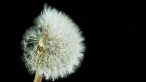 Dandelion being blown in super slow motion. Stock Footage 129387299