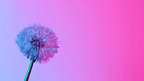 Dandelion being blown in super slow motion. Stock Footage 129387940