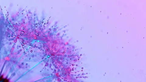 Dandelion being blown in super slow motion. Stock Footage 129388483