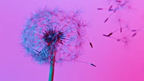 Dandelion being blown in super slow motion. Stock Footage 129388626