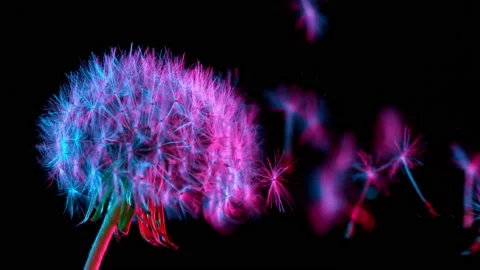 Dandelion being blown in super slow motion. Stock Footage 132255034