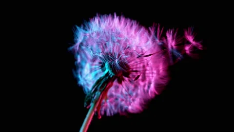 Dandelion being blown in super slow motion. Stock Footage 136586729