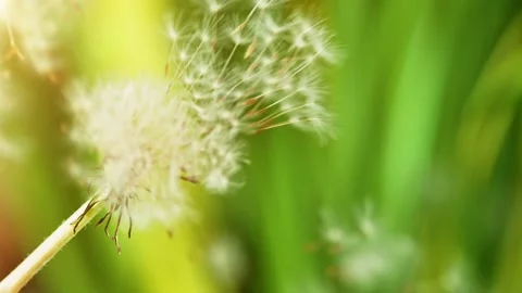 Dandelion being blown in super slow motion. Stock Footage 136587725