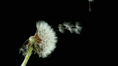 Dandelion being blown in super slow motion. Stock Footage 138960669