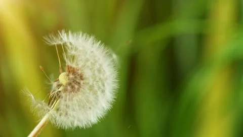 Dandelion being blown in super slow motion. Stock Footage 138960830