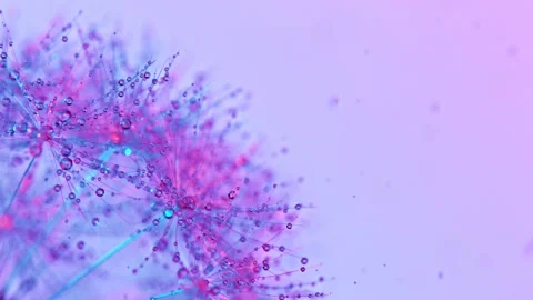 Dandelion being blown in super slow motion. Stock Footage 138961302