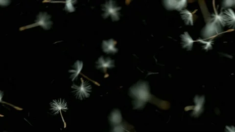 Dandelion being blown in super slow motion. Video stock 141393473