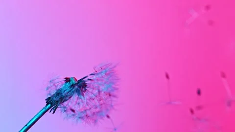 Dandelion being blown in super slow motion. Stock Footage 141394693