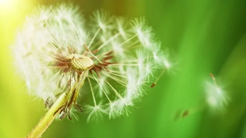 Dandelion being blown in super slow motion. Stock Footage 142834012