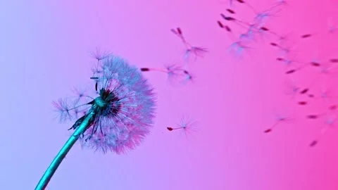 Dandelion being blown in super slow motion. Stock Footage 142834894