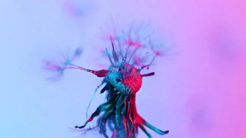 Dandelion being blown in super slow motion. Video stock 142836081