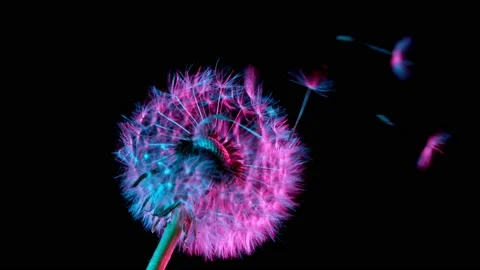 Dandelion being blown in super slow motion. Stock Footage 146104043