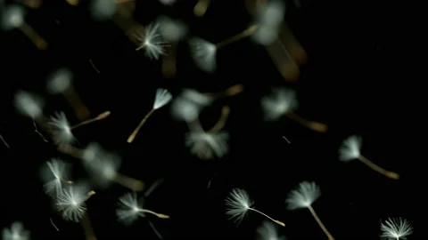Dandelion being blown in super slow motion. Stock Footage 149254779