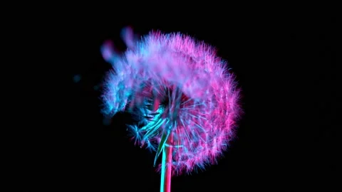 Dandelion being blown in super slow motion. Stock Footage 151737584