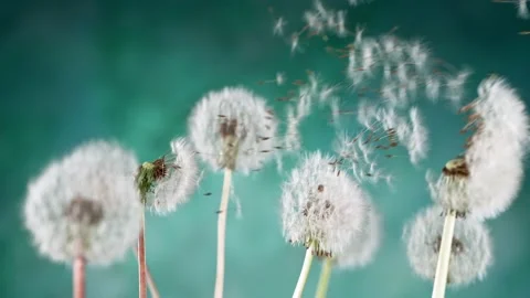 Dandelion being blown in super slow motion. Stock Footage 154715907