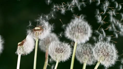 Dandelion being blown in super slow motion. Stock Footage 154715953