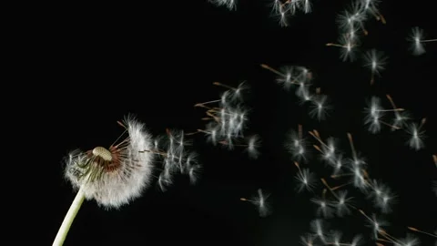 Dandelion being blown in super slow motion. Stock Footage 188758710