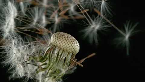 Dandelion being blown in super slow motion. Stock Footage 188759647