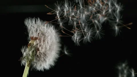 Dandelion being blown in super slow motion. Stock Footage 188760413