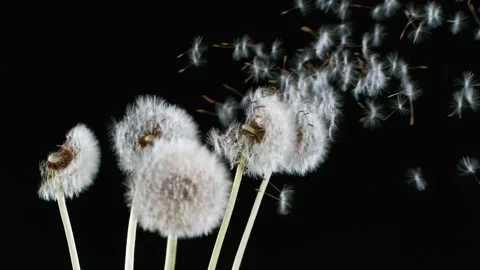 Dandelion being blown in super slow motion. Stock Footage 194736812