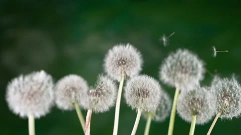 Dandelion being blown in super slow motion. Stock Footage 194736848