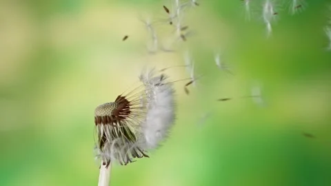 Dandelion being blown in super slow motion. Stock Footage 194736933