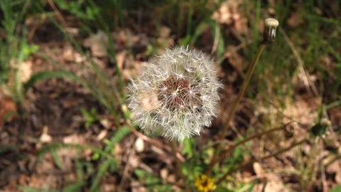 Dandelion bends from a strong wind Stockbeeldmateriaal 129728334