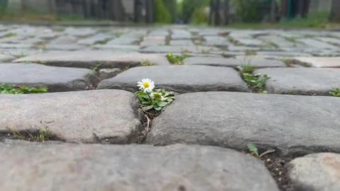 Dandelion between paving stones on a paved street. Stock Footage 322560998