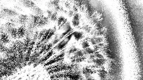Dandelion black and white background Stock Footage 230923611