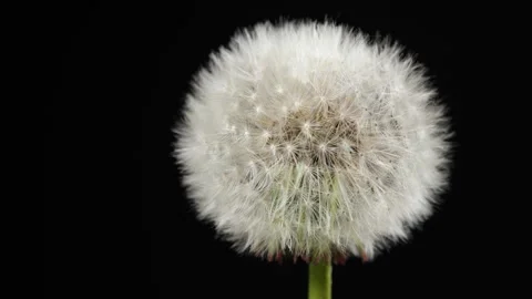 Dandelion on black background Up Close. Stock Footage 274213052