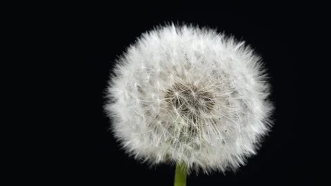 Dandelion on black background Up Close. Stock Footage 276890873