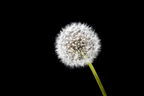 Dandelion on Black background. Close-up, studio shot, copy space for text. Stock Photos