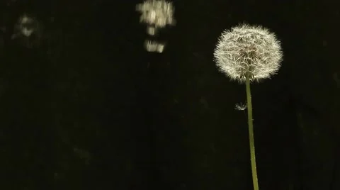 Dandelion On A Black Background 動画素材 50355455