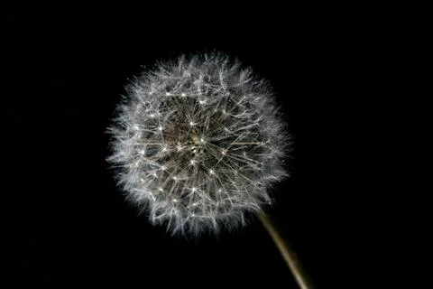 Dandelion on black background Stock Photos