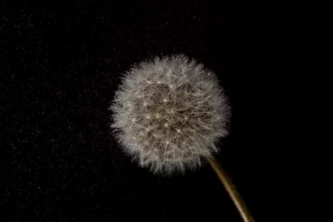 Dandelion on black background Stock Photos