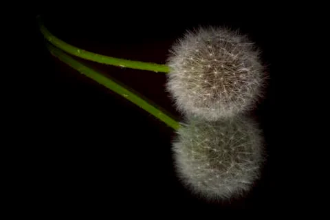 Dandelion on black background Stock Photos