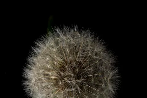 Dandelion on black background Stock Photos