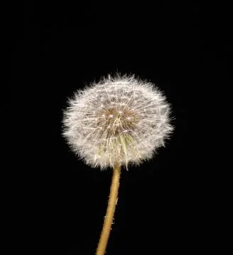 Dandelion on black background Stock Photos