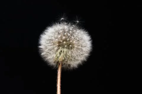 Dandelion on black background. 写真素材