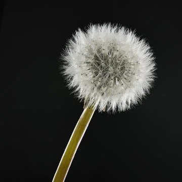 Dandelion on Black background in studio Stock Photos